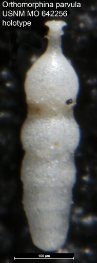 Orthomorphina parvula Todd, 1966