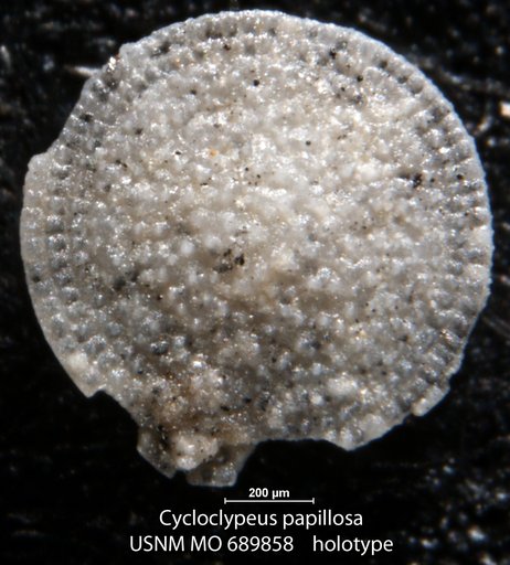 Cycloclypeus papillosa Hadley, 1934