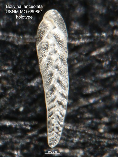 Bolivina lanceolata Parker, 1954