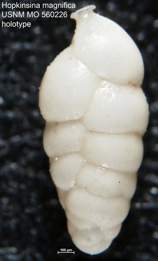 Hopkinsina magnifica Bramlette, 1951