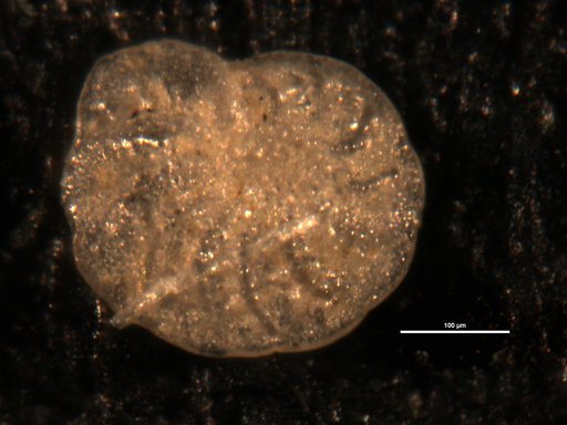 Elphidium pulvereum Todd, 1958