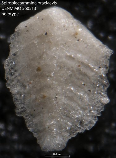 Spiroplectammina praelaevis Israelsky, 1951