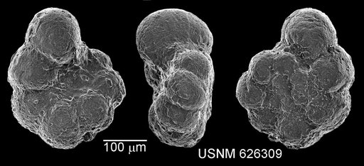 Globigerina gautierensis Brönnimann, 1952