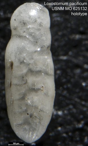 Loxostomum pacificum LeRoy, 1964