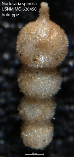 Nodosaria spinosa Olsson, 1960