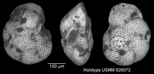 Globorotalia (Turborotalia) peripheroacuta Blow & Banner, 1966