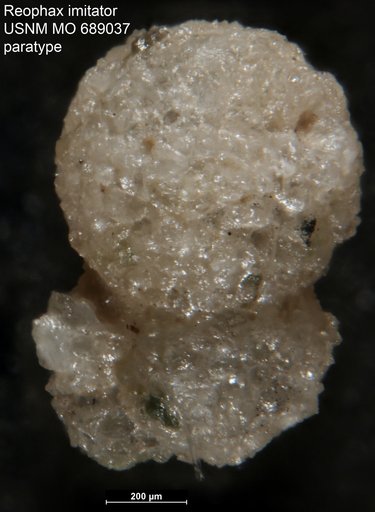 Reophax imitator Finlay, 1947