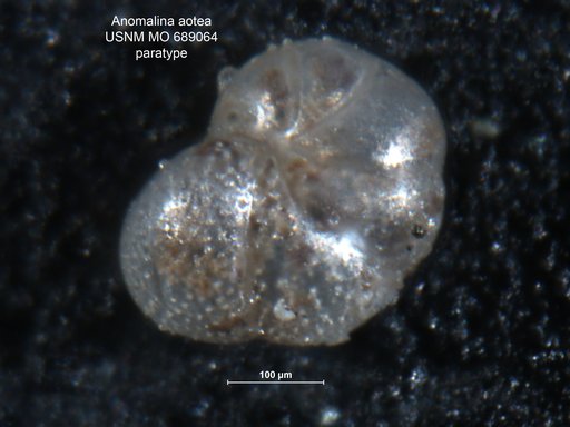 Anomalina aotea Finlay, 1940