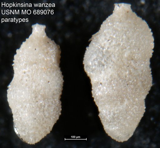 Hopkinsina wanzea Finlay, 1939