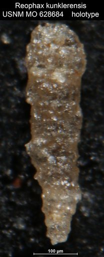 Reophax kunklerensis Conkin, 1961