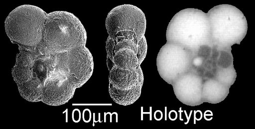 Globigerinelloides bollii Pessagno, 1967