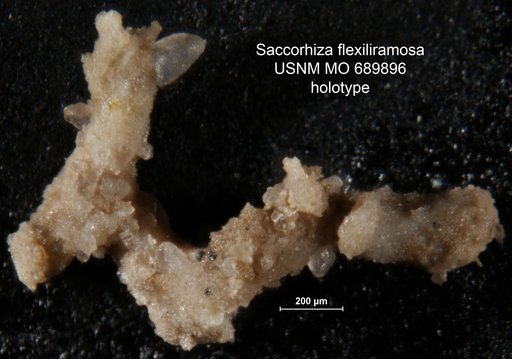 Saccorhiza flexiliramosa Moreman, 1933