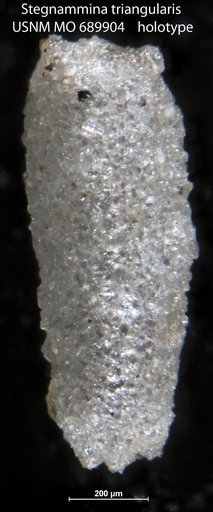 Stegnammina triangularis Moreman, 1930