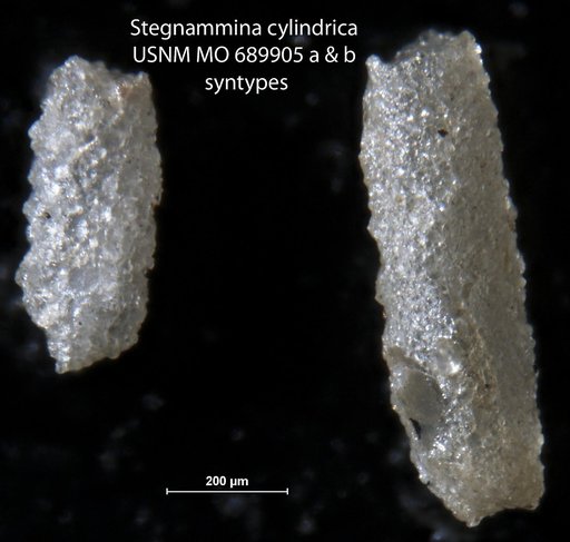Stegnammina cylindrica Moreman, 1930