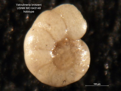 Valvulineria brotzeni Nakkady & Talaat, 1959