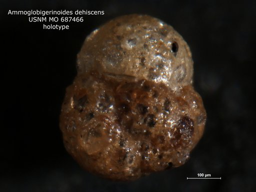 Ammoglobigerinoides dehiscens Frerichs, 1969