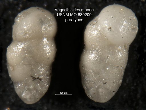 Vagocibicides maoria Finlay, 1939