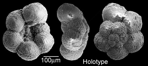 Archaeoglobigerina bosquensis Pessagno, 1967