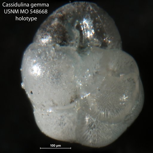 Cassidulina gemma Todd, 1954