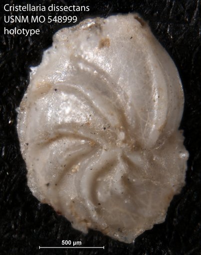 Cristellaria dissectans Israelsky, 1955