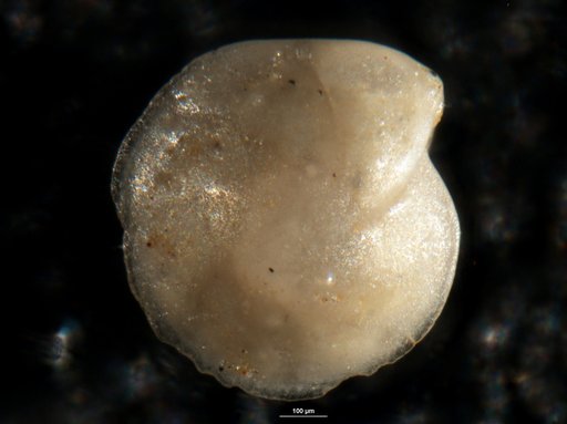 Robulus mediocris Israelsky, 1955