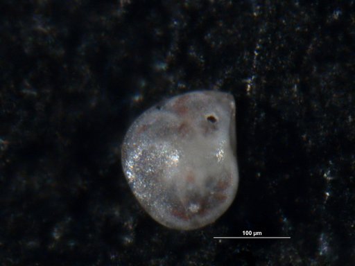 Robulus fractus Israelsky, 1955