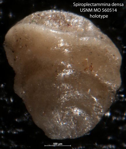 Spiroplectammina densa Israelsky, 1951