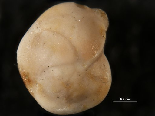 Robulus hornerstownensis Olsson, 1960