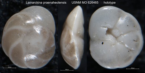 Lamarckina praenaheolensis Olsson, 1960