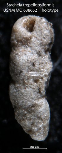 Stacheia trepeilopsiformis Conkin, 1961