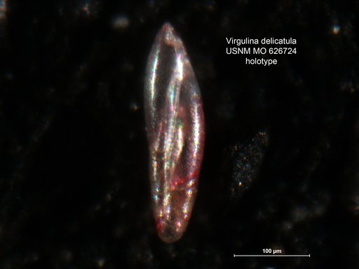 Virgulina delicatula Uchio, 1960