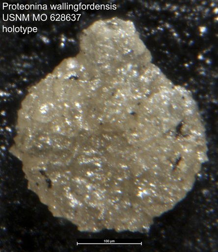 Proteonina wallingfordensis Conkin, 1961