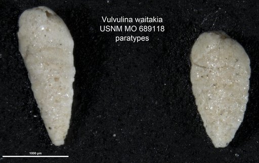 Vulvulina (Semivulvulina) waitakia Finlay, 1939