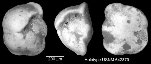 Pulleniatina spectabilis Parker, 1965