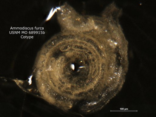 Ammodiscus ? furca Moreman, 1930