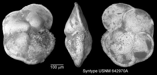 Globorotalia pseudomiocenica Bolli & Bermúdez, 1965