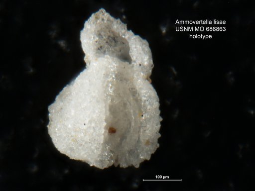 Ammovertella lisae Conkin et al., 1968