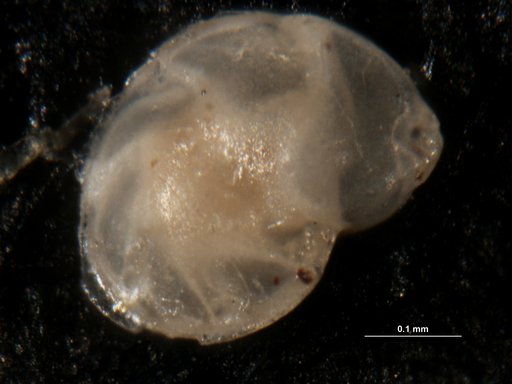 Robulus interritus Israelsky, 1955