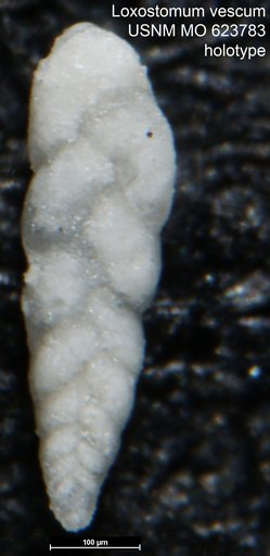 Loxostomum vescum Todd, 1957