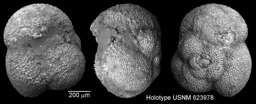 Globigerina eximia Todd, 1957