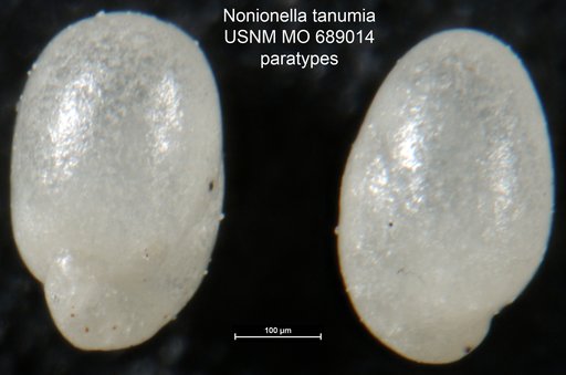 Nonionella tanumia Finlay, 1940