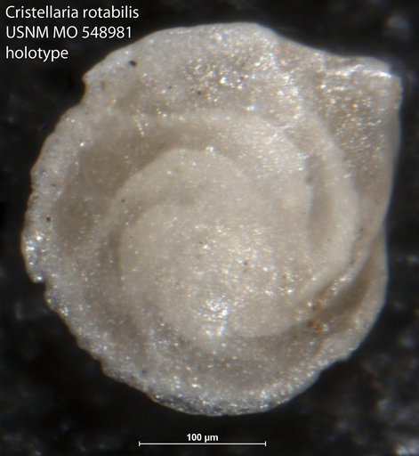 Cristellaria rotabilis Israelsky, 1955