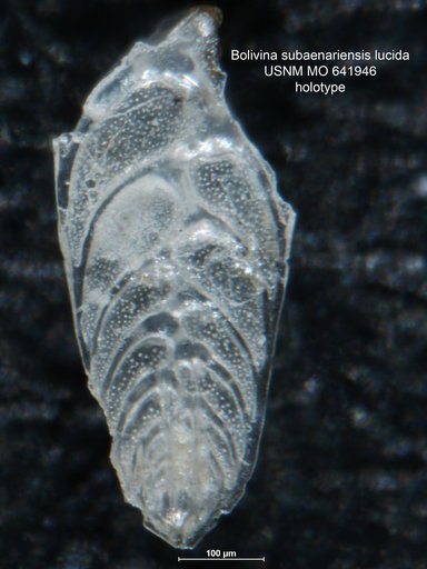 Bolivina subaenariensis lucida Akers & Dorman, 1964