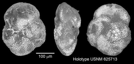 Globorotalia scitula praescitula Blow, 1959