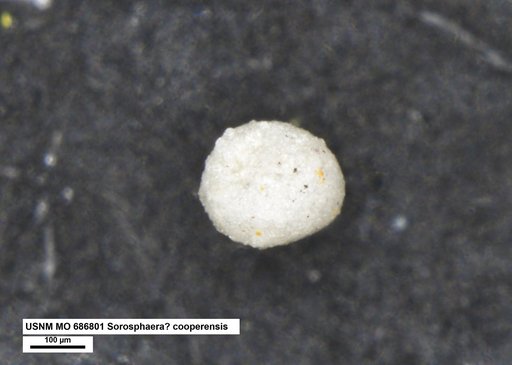 Sorosphaera ? cooperensis Conkin et al., 1968