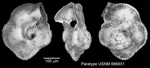 Globorotalia cavernula Be, 1967