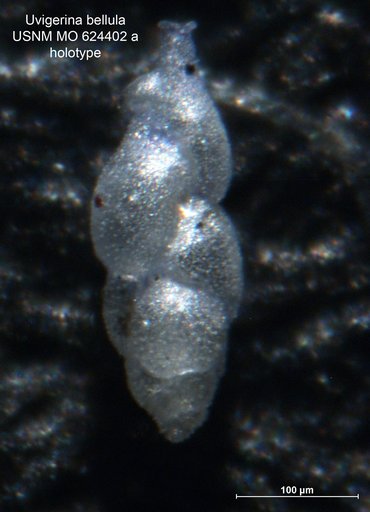 Uvigerina bellula Bandy, 1956