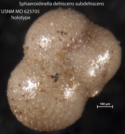Sphaeroidinella dehiscens subdehiscens Blow, 1959