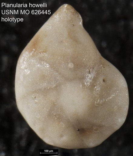 Planularia howelli Olsson, 1960