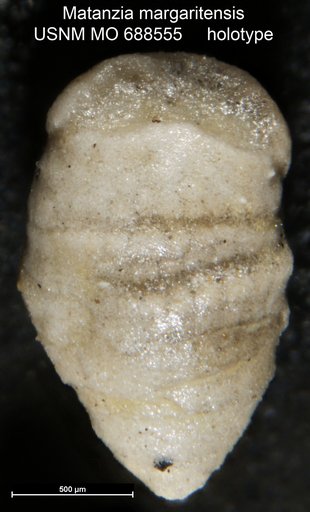 Matanzia margaritensis Bermúdez & Gámez, 1966